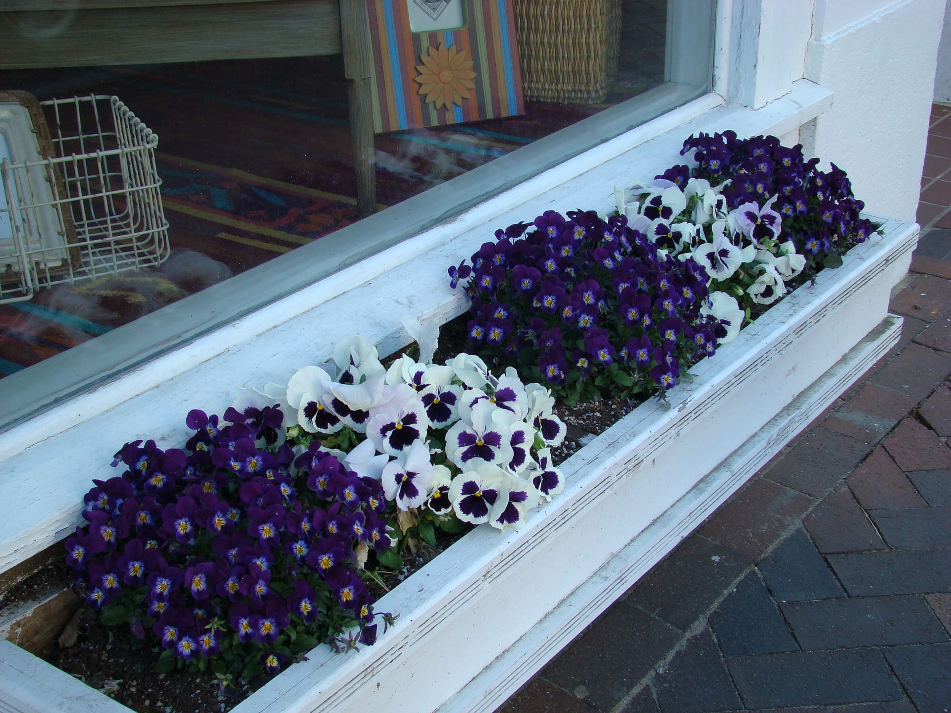 White flowerbox with purple and white pansies